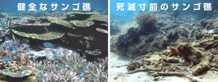 健全なサンゴ礁と死滅寸前のサンゴ礁