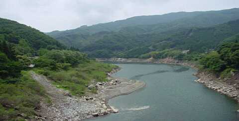 左岸は土壌が安定しているので植物が生育している。
