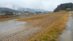 2.水田に認められる撓曲変形（地表地震断層） 水たまりの分布で相対的に隆起している側と沈降している側が明瞭に分かる。