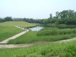 調整池のビオトープ整備事例